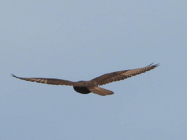 Brown Falcon - ML638172145