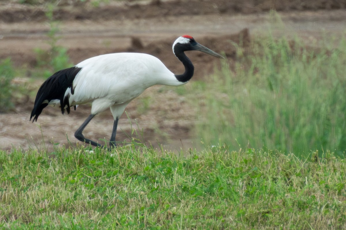 Red-crowned Crane - ML638172173