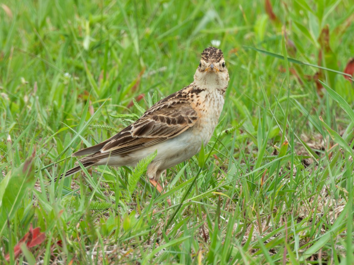 Eurasian Skylark (Far Eastern) - ML638172178