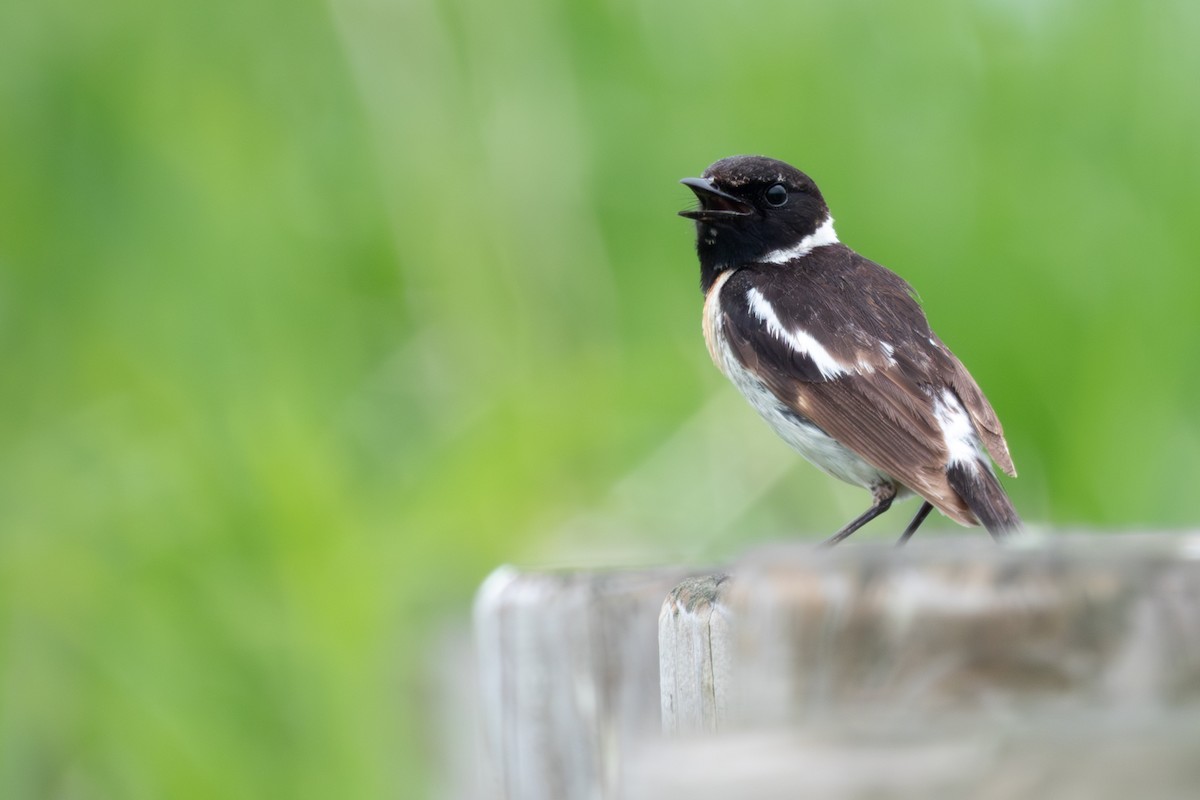 Amur Stonechat - ML638172181