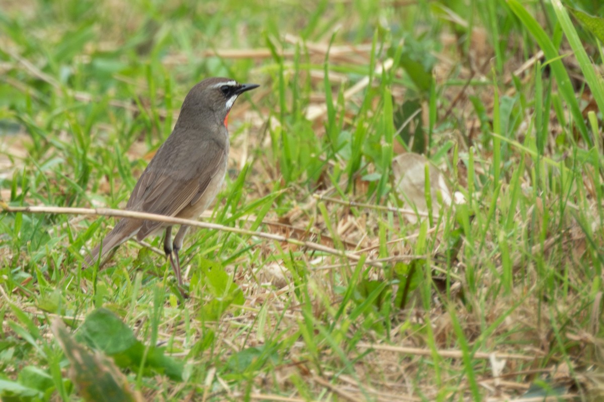 Siberian Rubythroat - ML638172185