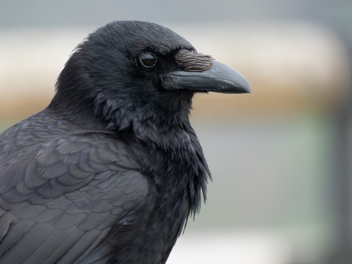 Carrion Crow (Eastern) - ML638172187