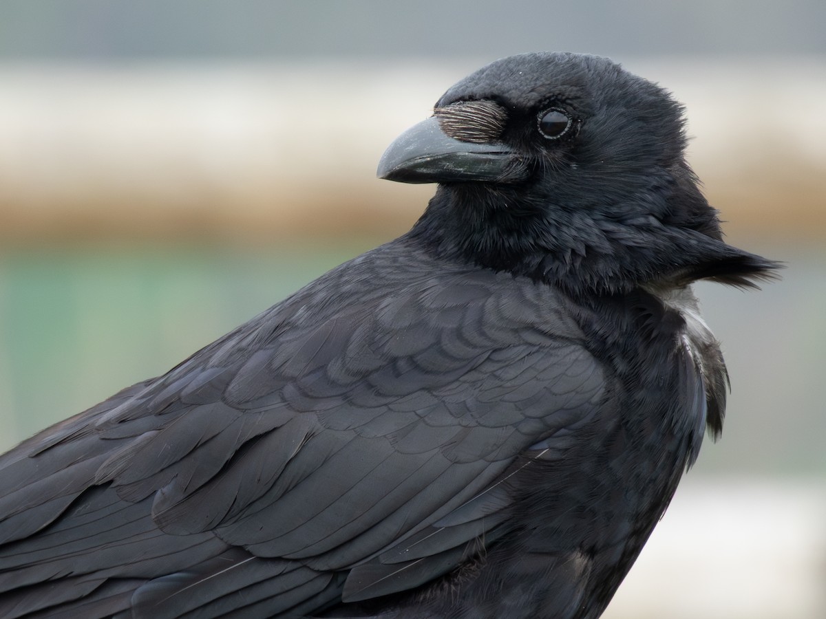 Carrion Crow (Eastern) - ML638172189
