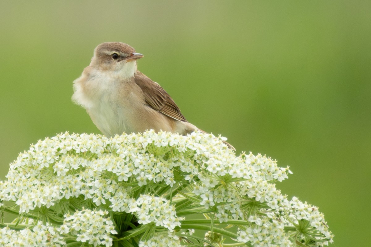 Middendorff's Grasshopper Warbler - ML638172190