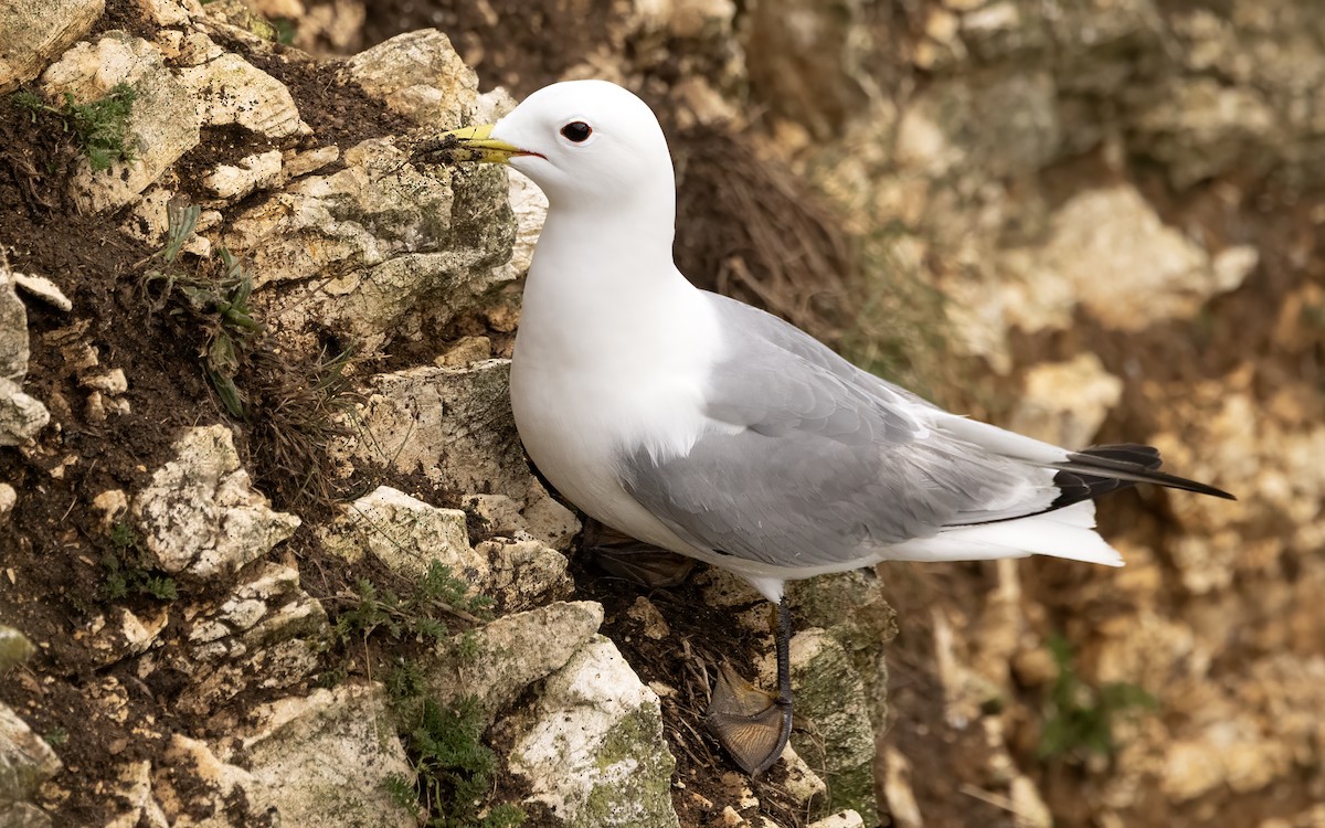 Black-legged Kittiwake - ML638172214