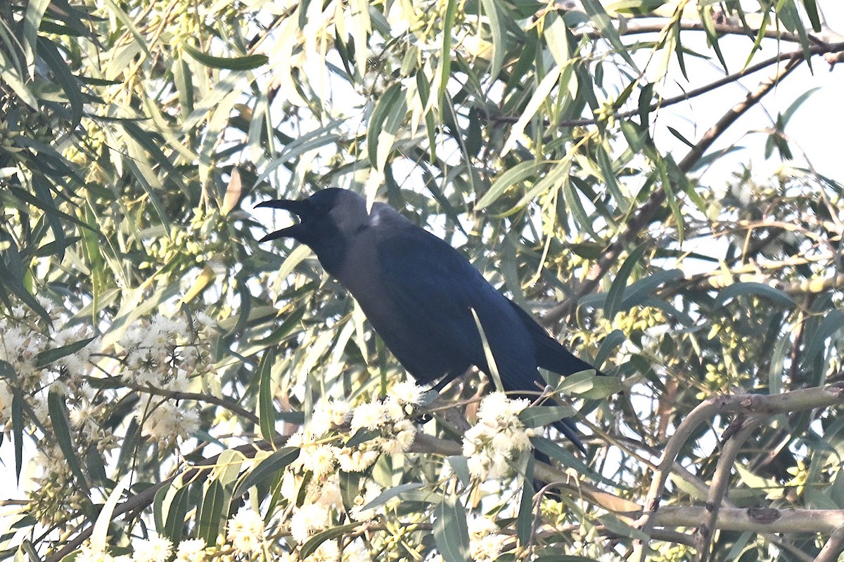 House Crow - ML638172221