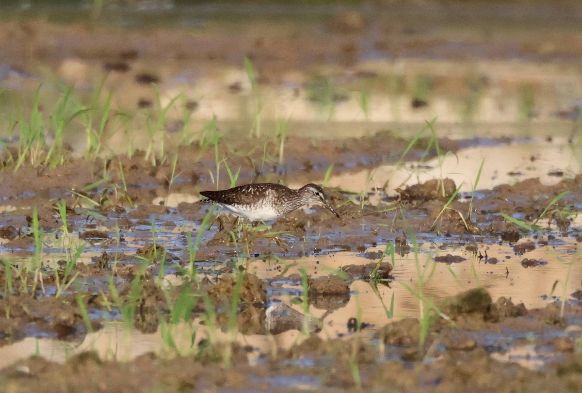 Wood Sandpiper - ML638172295