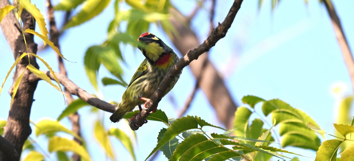 Coppersmith Barbet - ML638172354