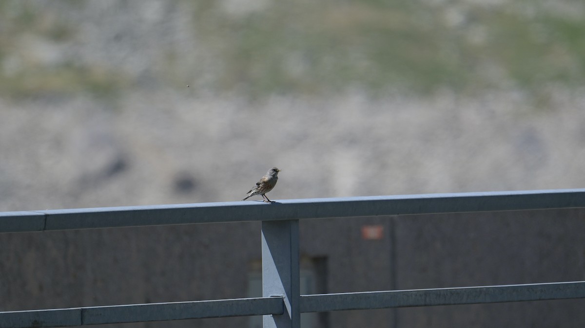 Тагийн хайруулдай - ML638172385