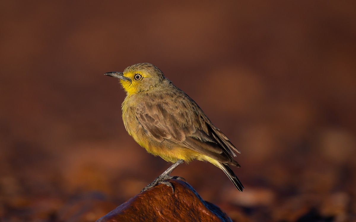 Gibberbird - ML638172419