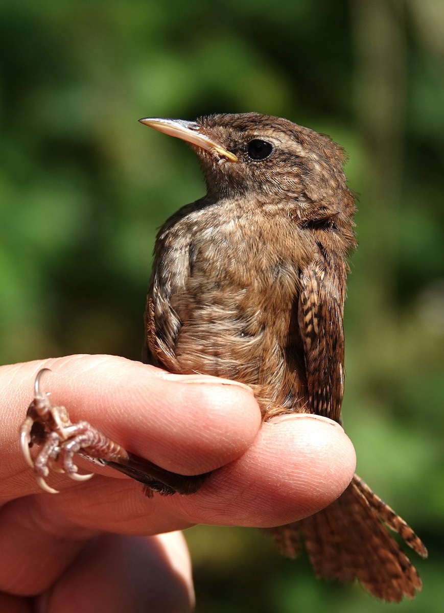 Eurasian Wren - ML638172423
