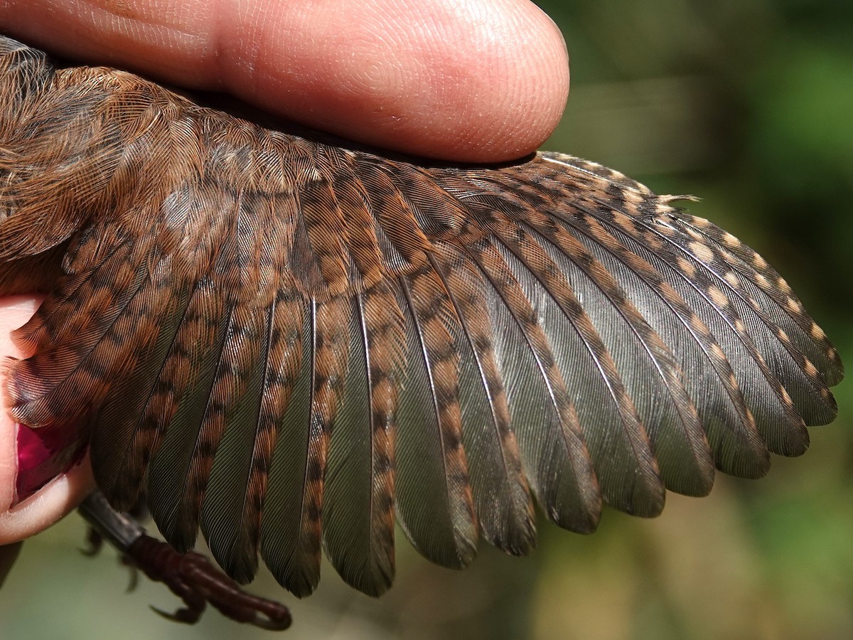 Eurasian Wren - ML638172425