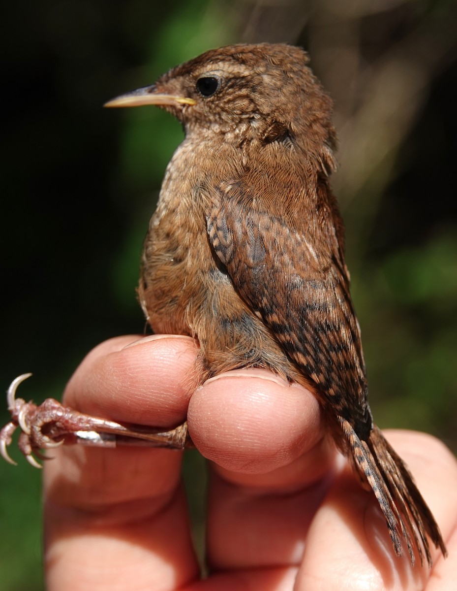 Eurasian Wren - ML638172426