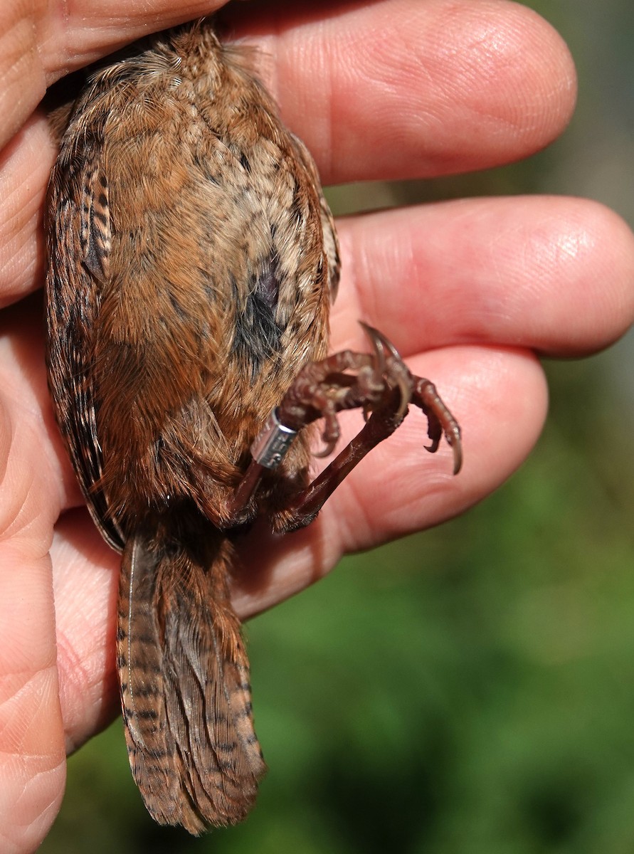 Eurasian Wren - ML638172427