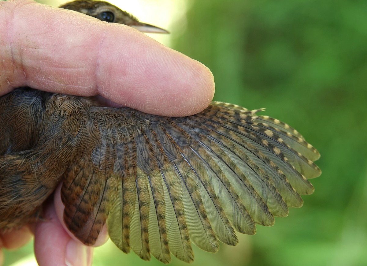 Eurasian Wren - ML638172428