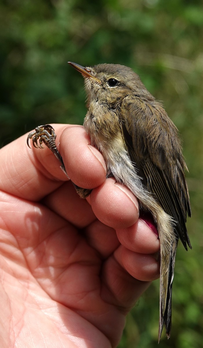 Common Chiffchaff - ML638172431