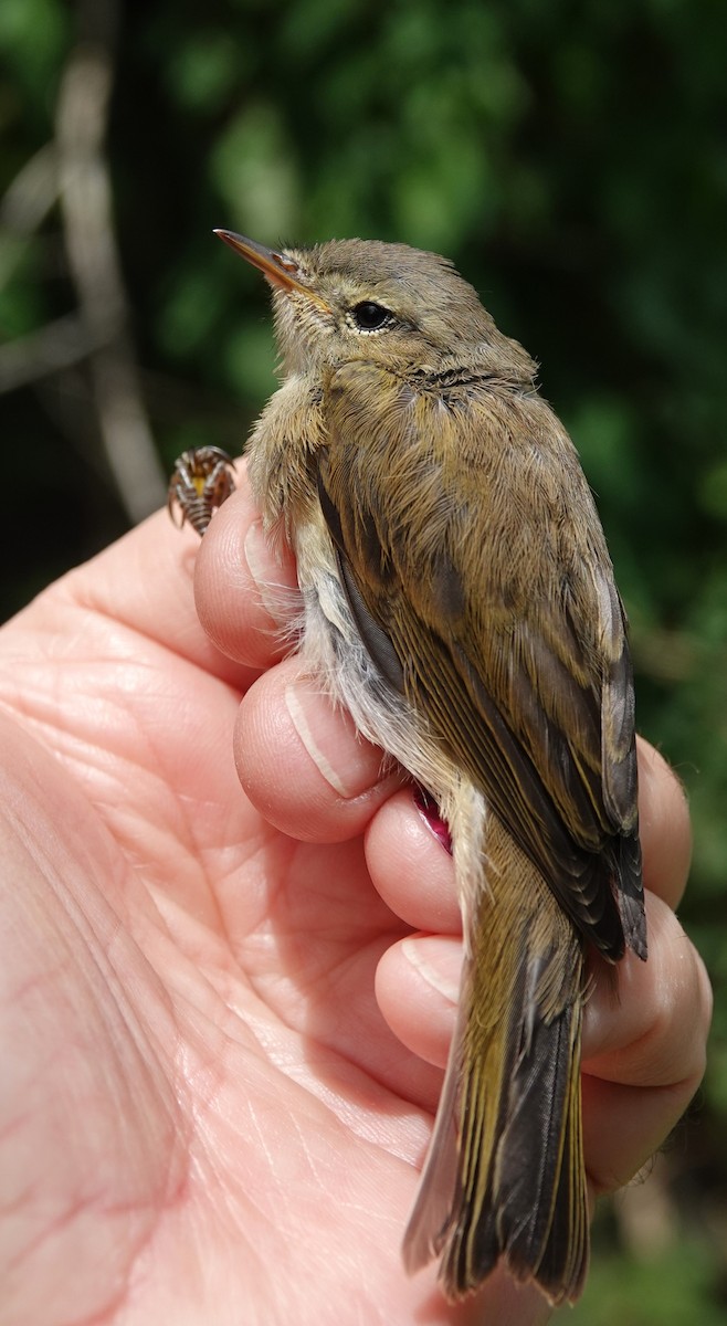 Common Chiffchaff - ML638172432