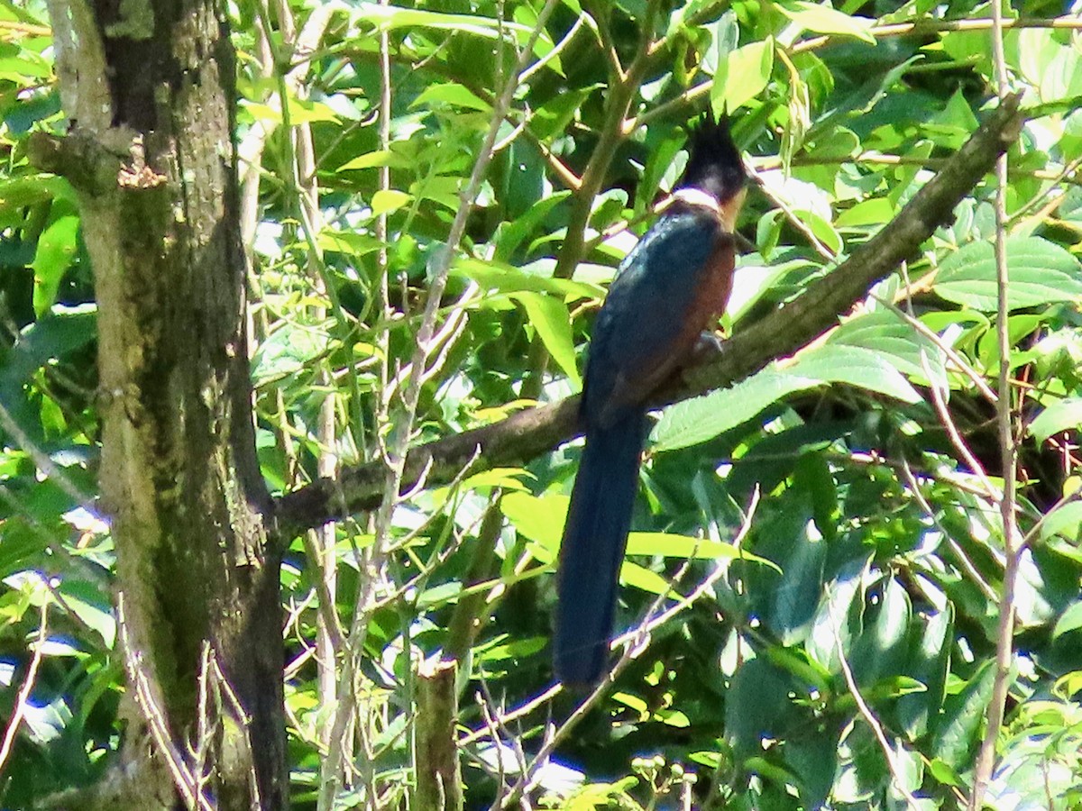 Chestnut-winged Cuckoo - ML638172433