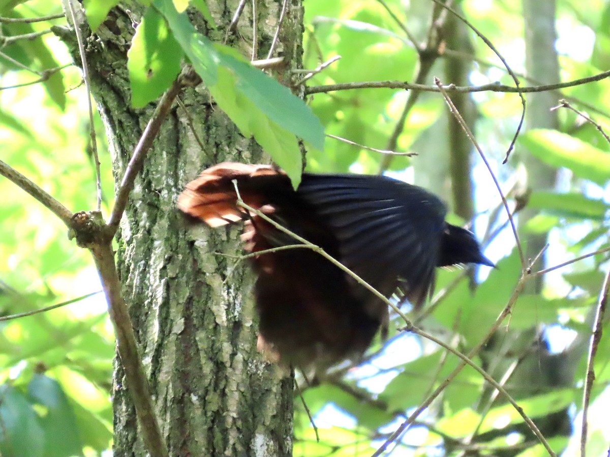 Chestnut-winged Cuckoo - ML638172434