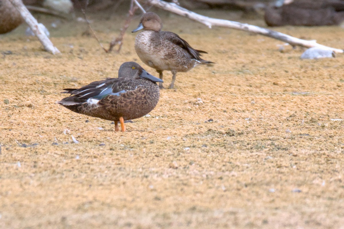 Australasian Shoveler - ML638172444