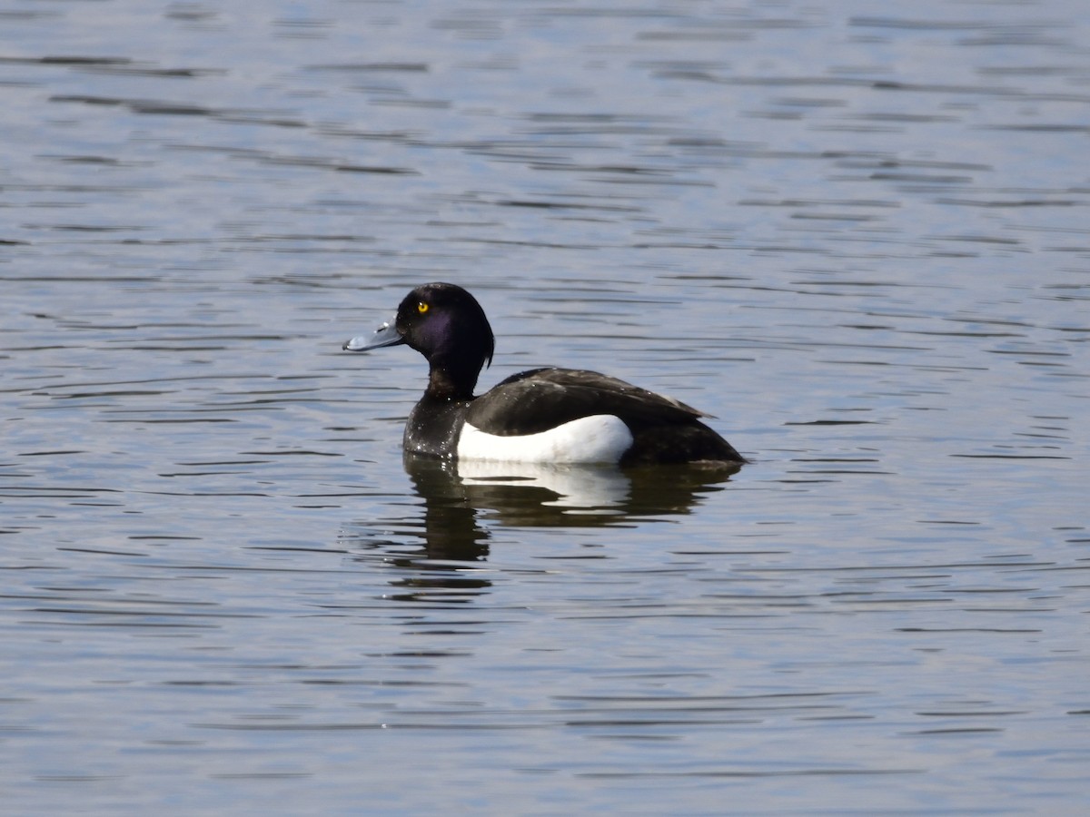 Tufted Duck - ML638172447