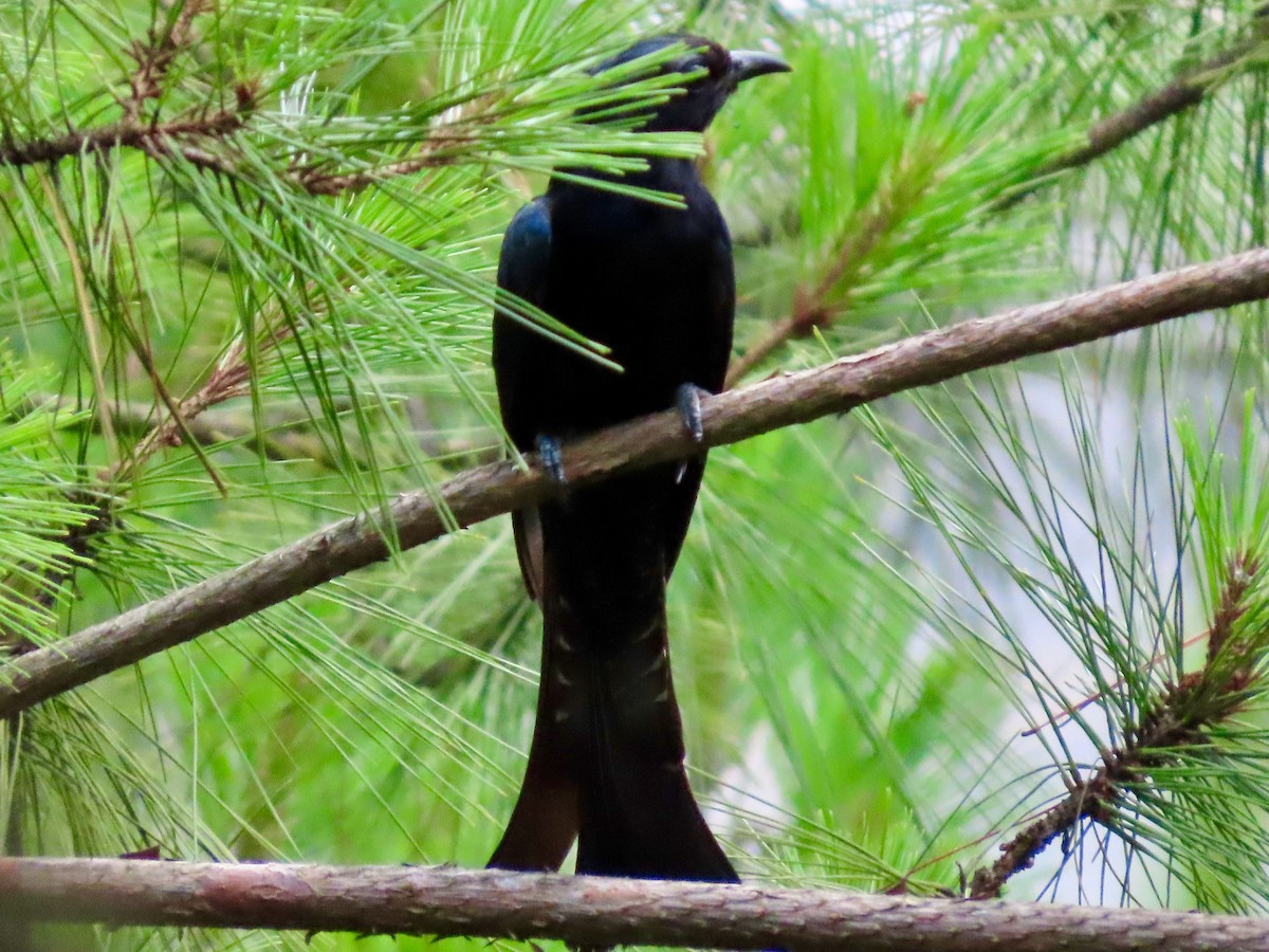 Square-tailed Drongo-Cuckoo - ML638172462