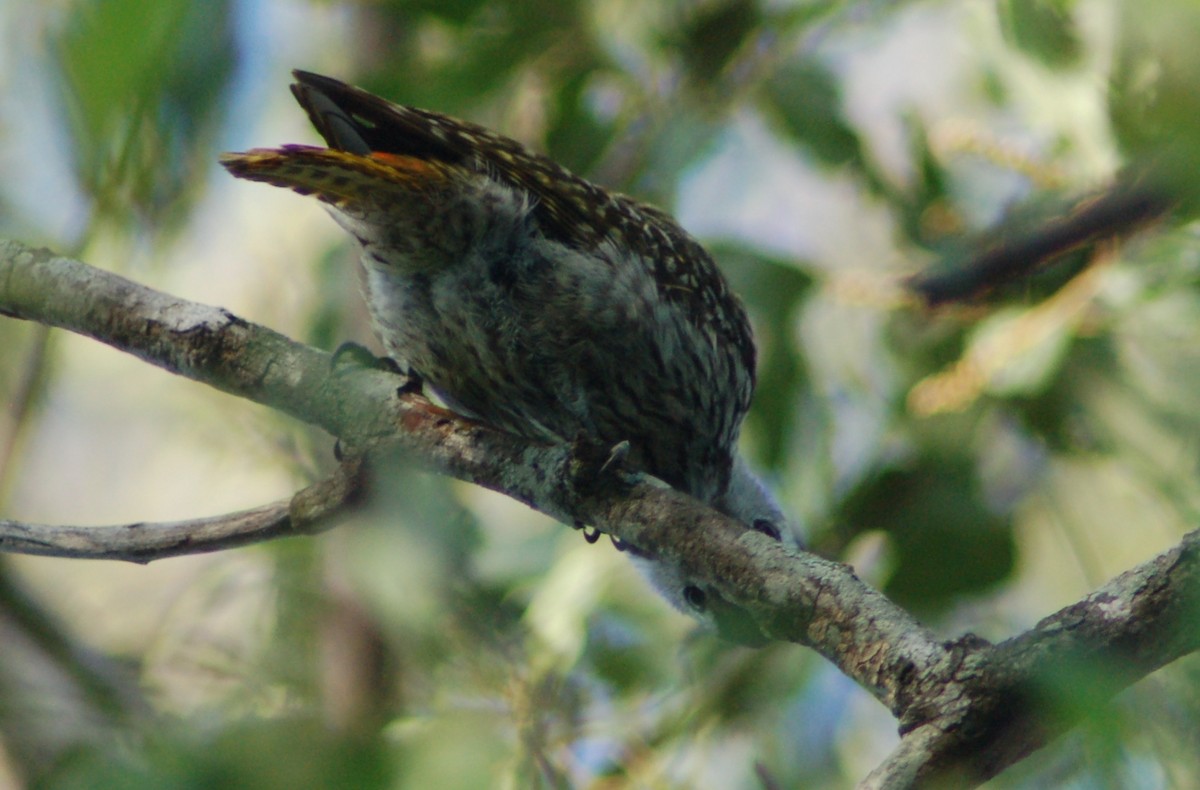 Cardinal Woodpecker - ML638172464