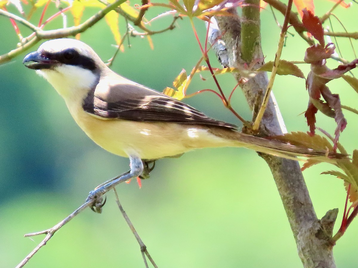 Brown Shrike - ML638172472