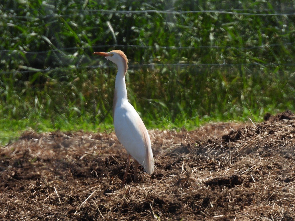 Airone guardabuoi - ML638172475