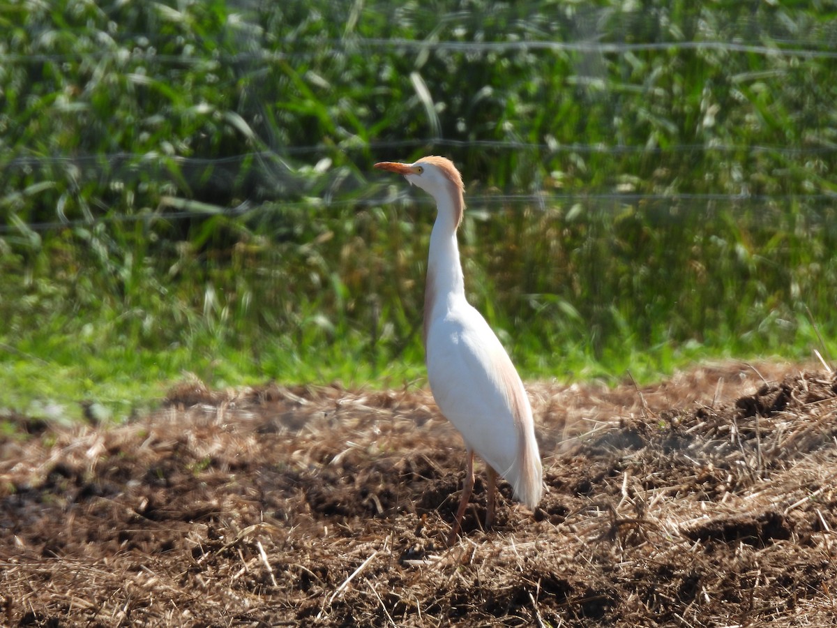 Airone guardabuoi - ML638172476