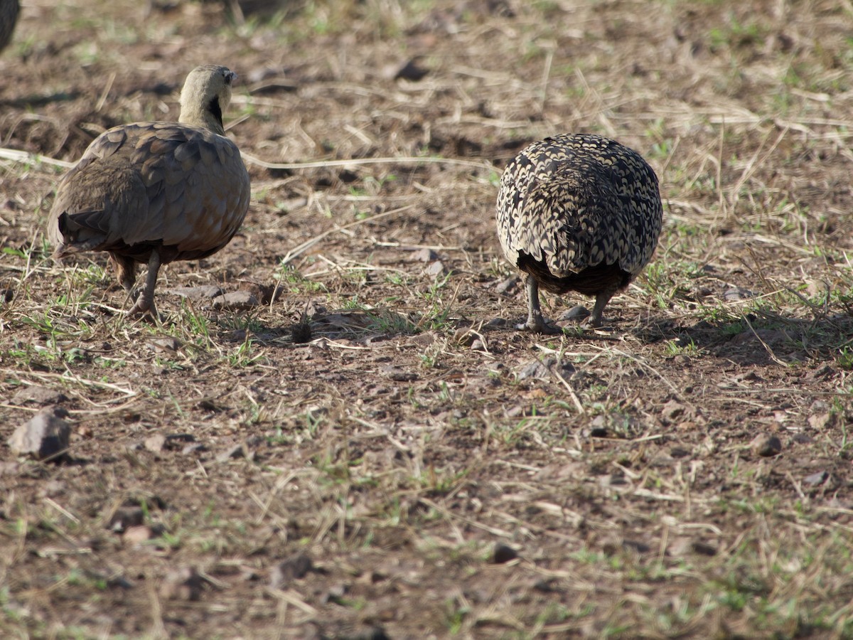 Yellow-throated Sandgrouse - ML638172540