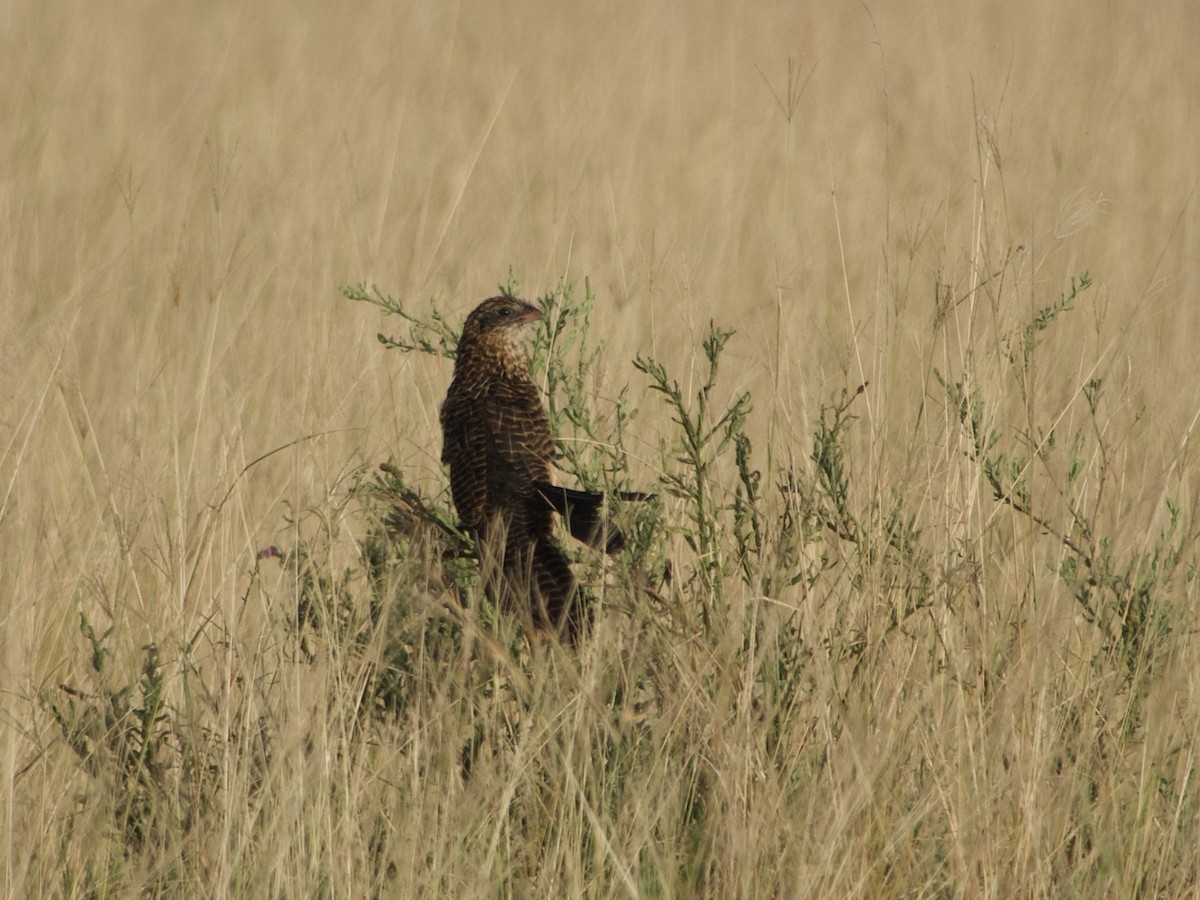 Black Coucal - ML638172546