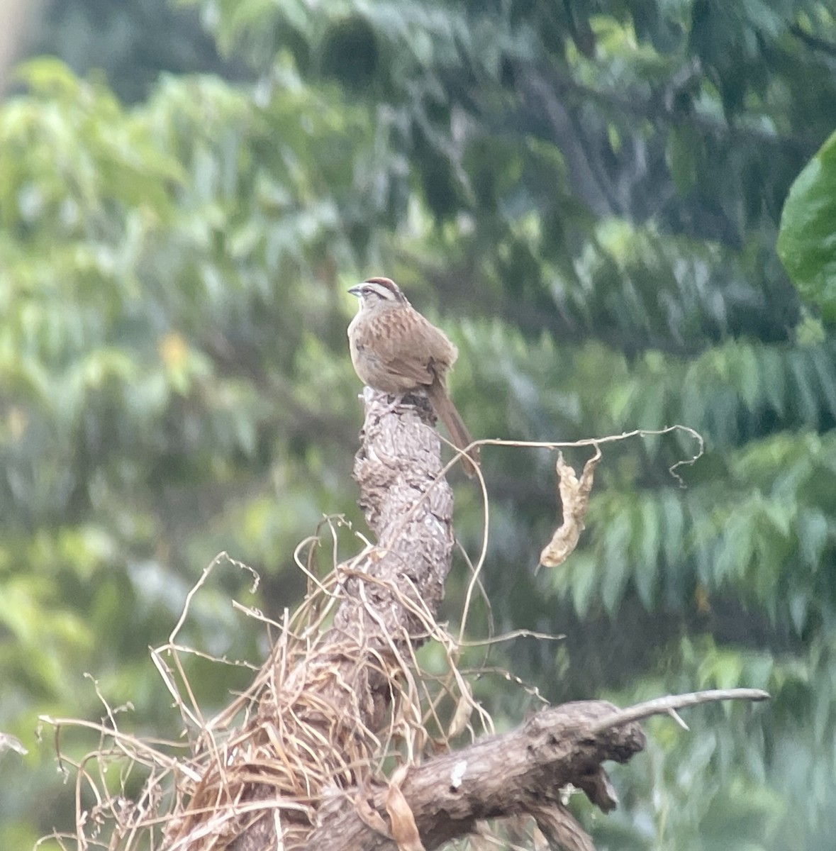 Rusty Sparrow - ML638172547