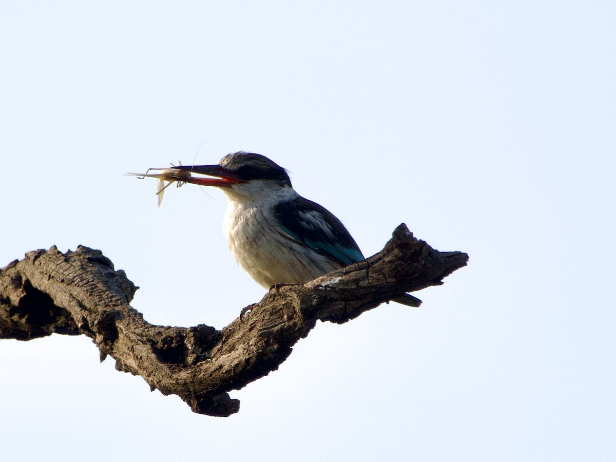 Striped Kingfisher - ML638172555
