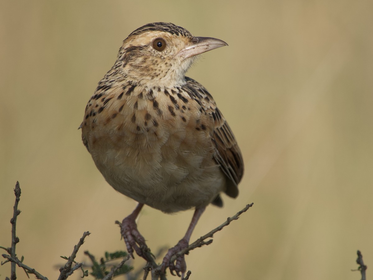 Rufous-naped Lark (Serengeti) - ML638172560