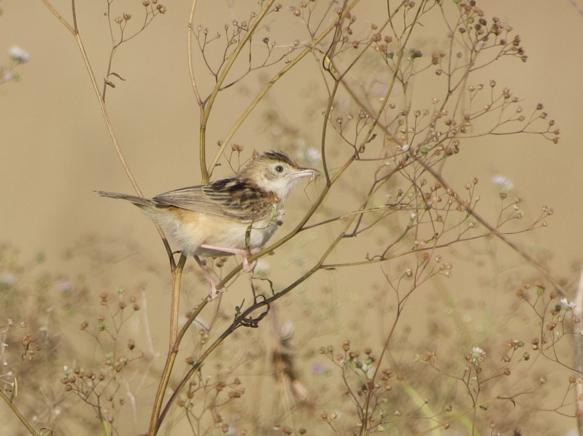 Pectoral-patch Cisticola - ML638172579