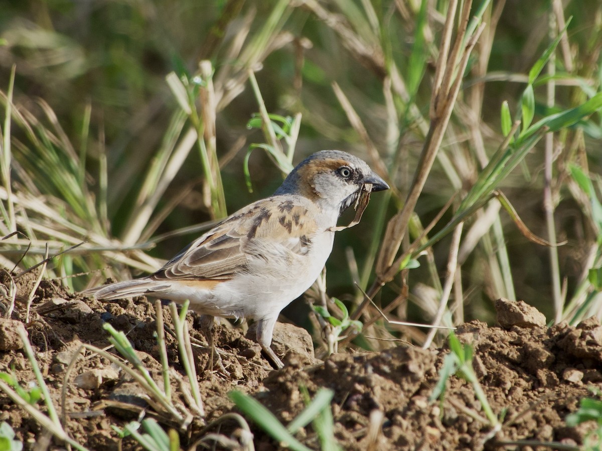 Kenya Rufous Sparrow - ML638172583