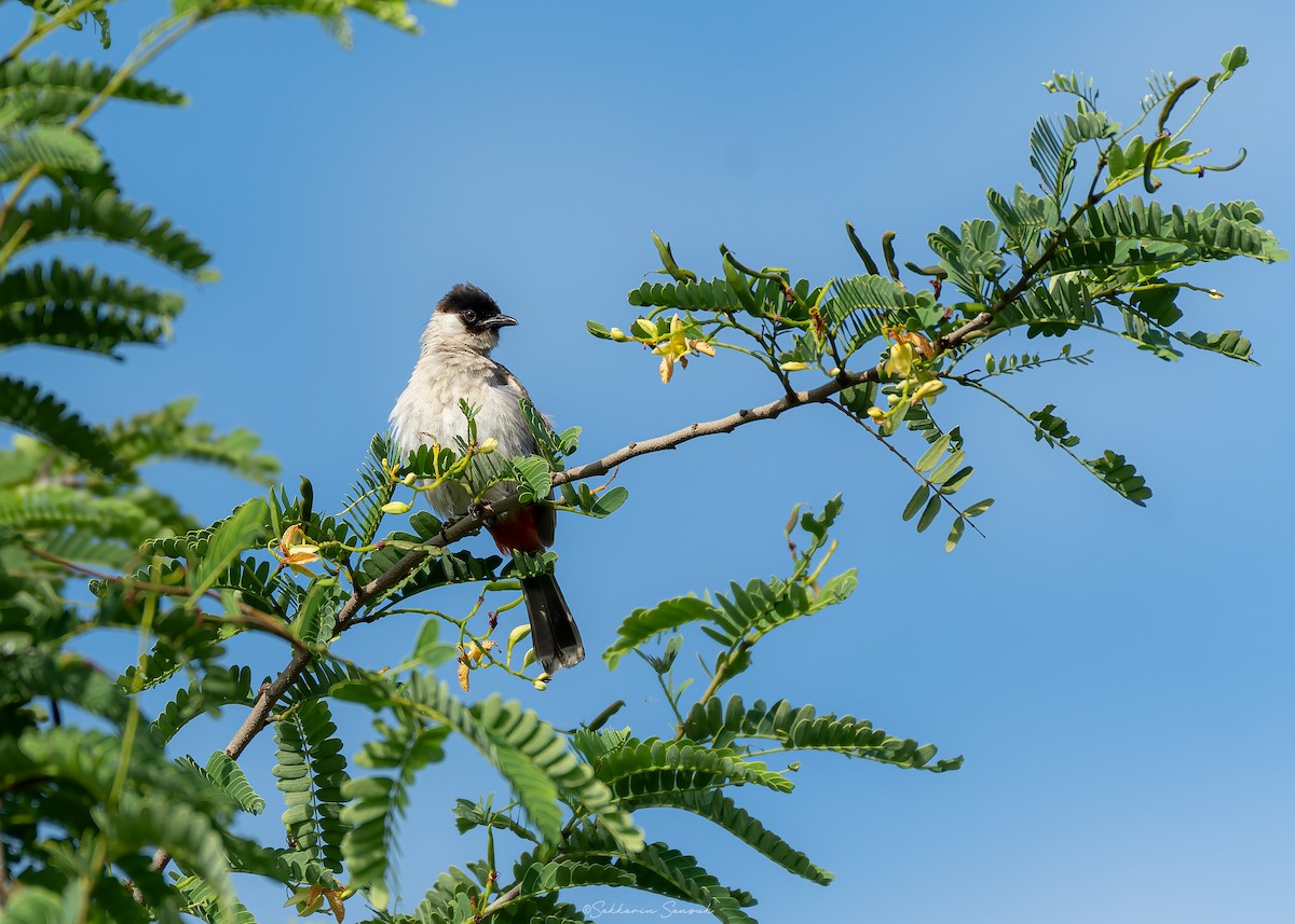 Sooty-headed Bulbul - ML638172586
