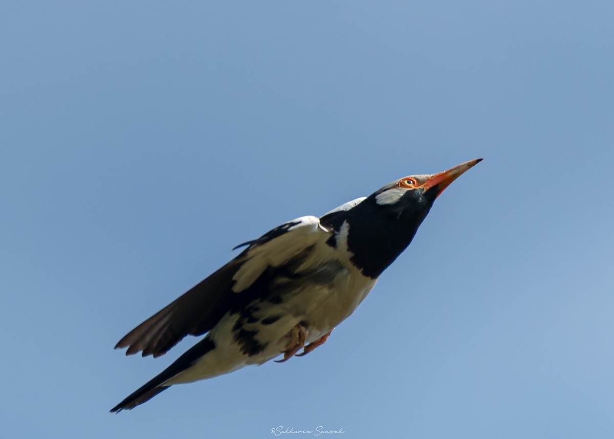 Siamese Pied Starling - ML638172595
