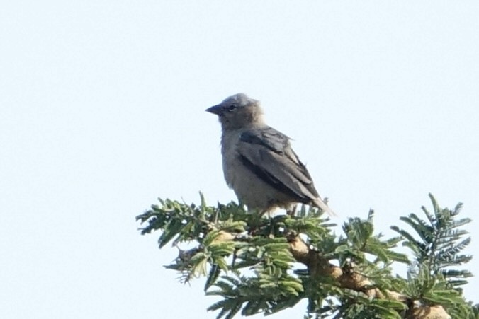 Gray-capped Social-Weaver - ML638172596