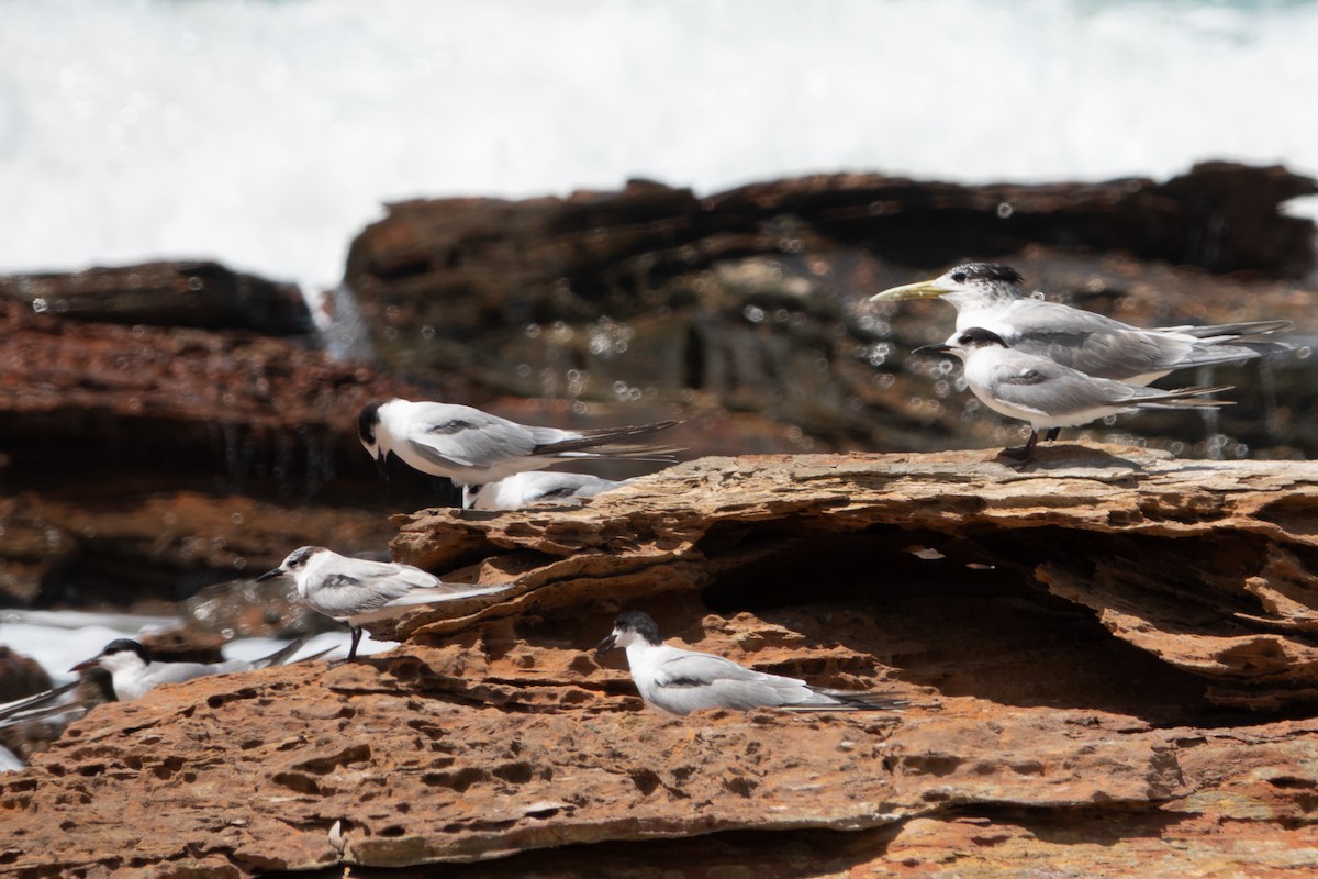 Great Crested Tern - ML638172597