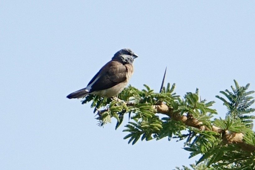 Gray-headed Silverbill - ML638172608