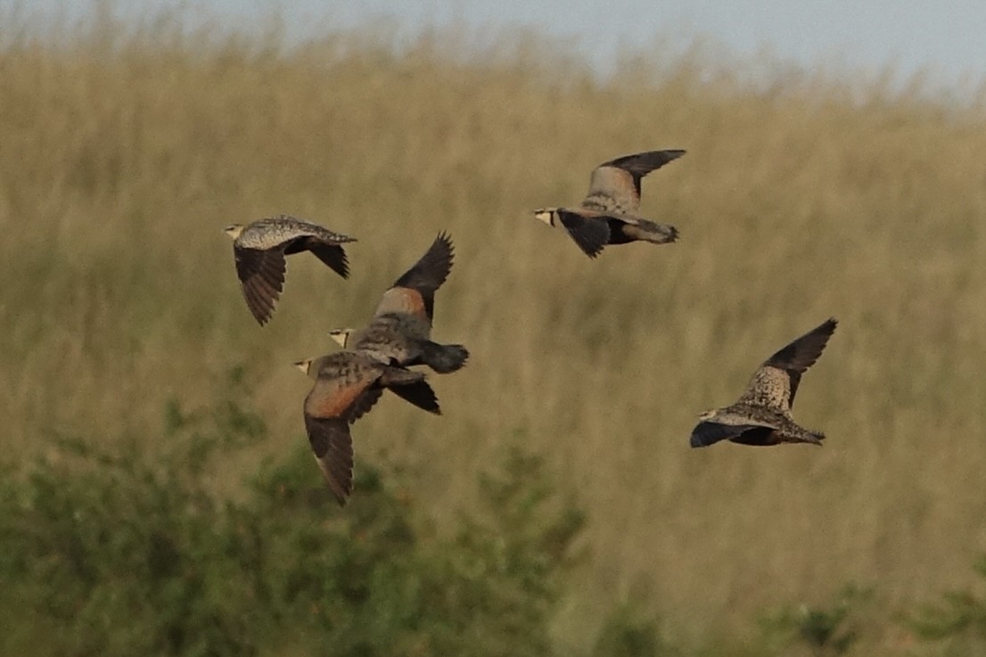 Yellow-throated Sandgrouse - ML638172611