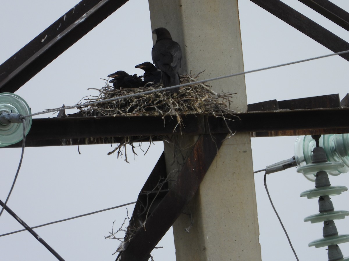Brown-necked Raven - ML638172616