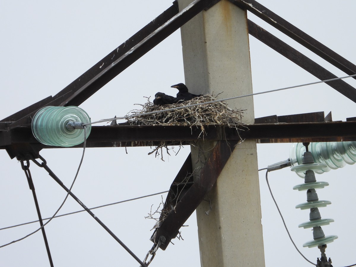 Brown-necked Raven - ML638172617