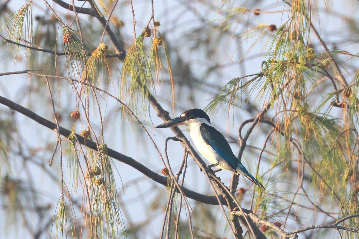 Torresian Kingfisher - ML638172642