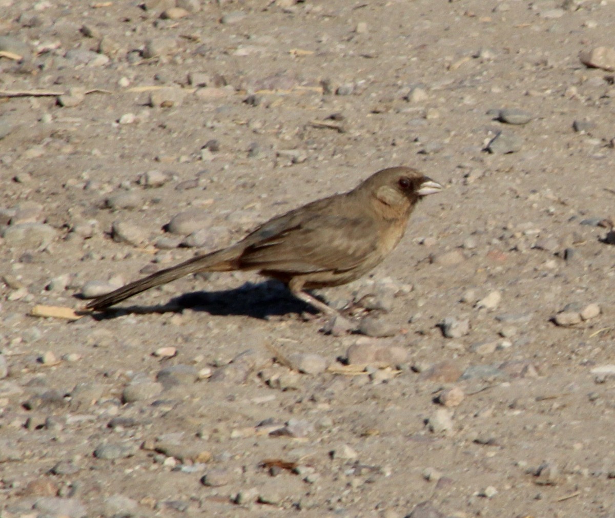 Abert's Towhee - ML638172657