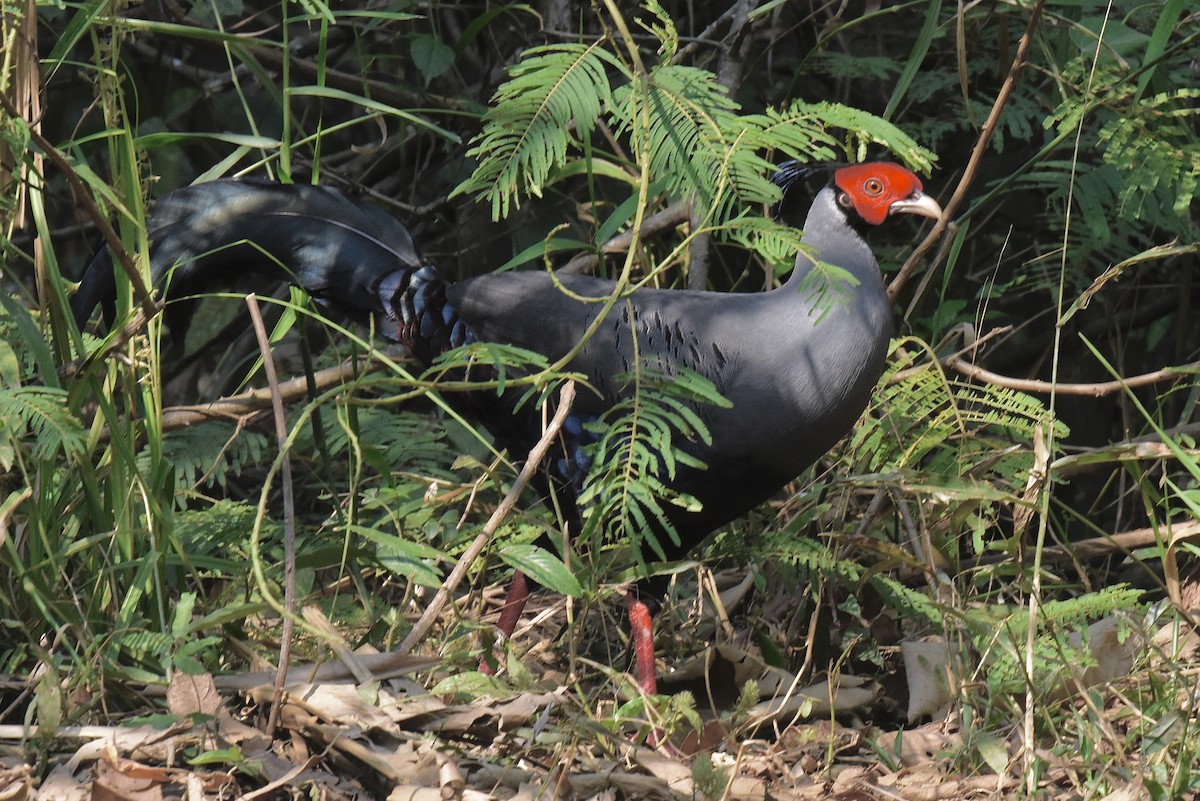 Siamese Fireback - ML638172665