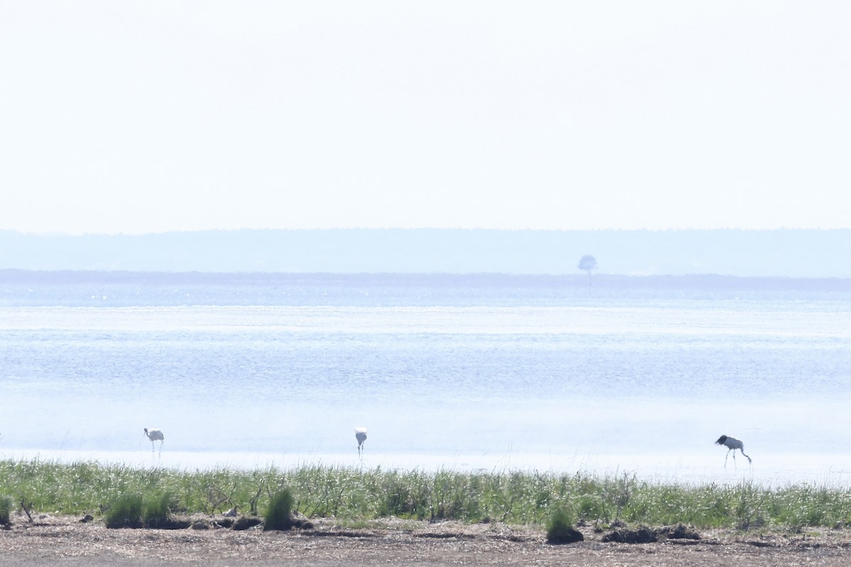 Red-crowned Crane - ML638172676
