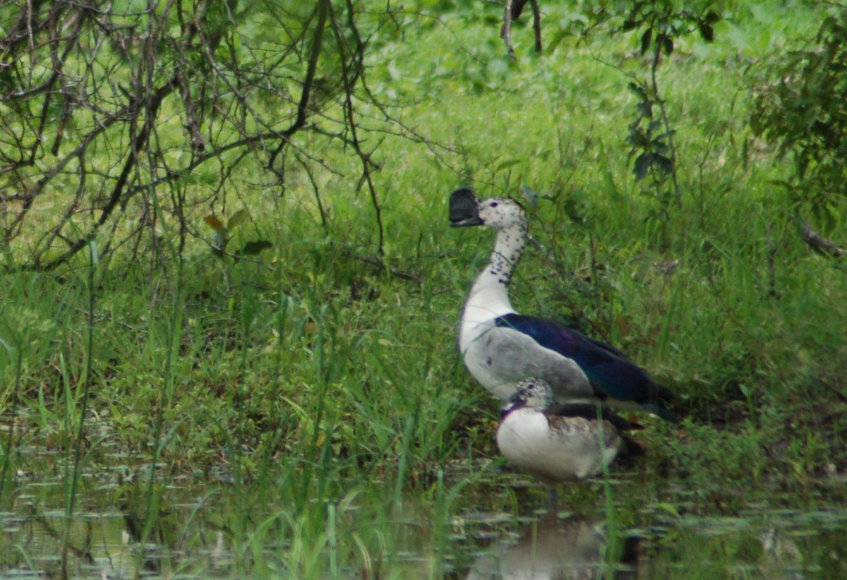 Knob-billed Duck - ML638172677